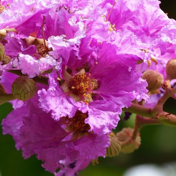 Lagerstroemia Indica (Myrta krepová) ´MUSKOGEE´, kont. C2L, výška: 30-50 cm (-15°C)